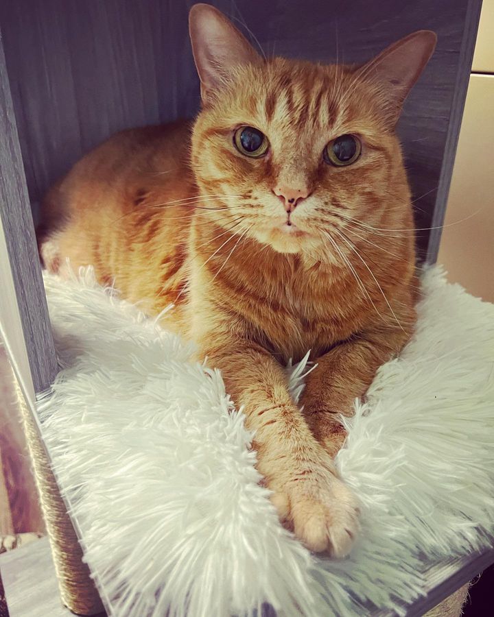 orange tabby cat mimi
